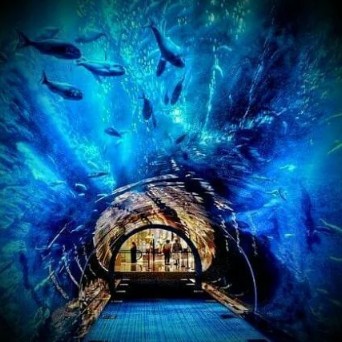 inside lost chambers aquarium